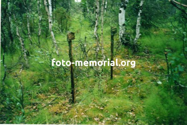 Сохранившиеся колышки с табличками на кладбище заключенных лагпункта Пиярга Северо-Печорского лагеря
